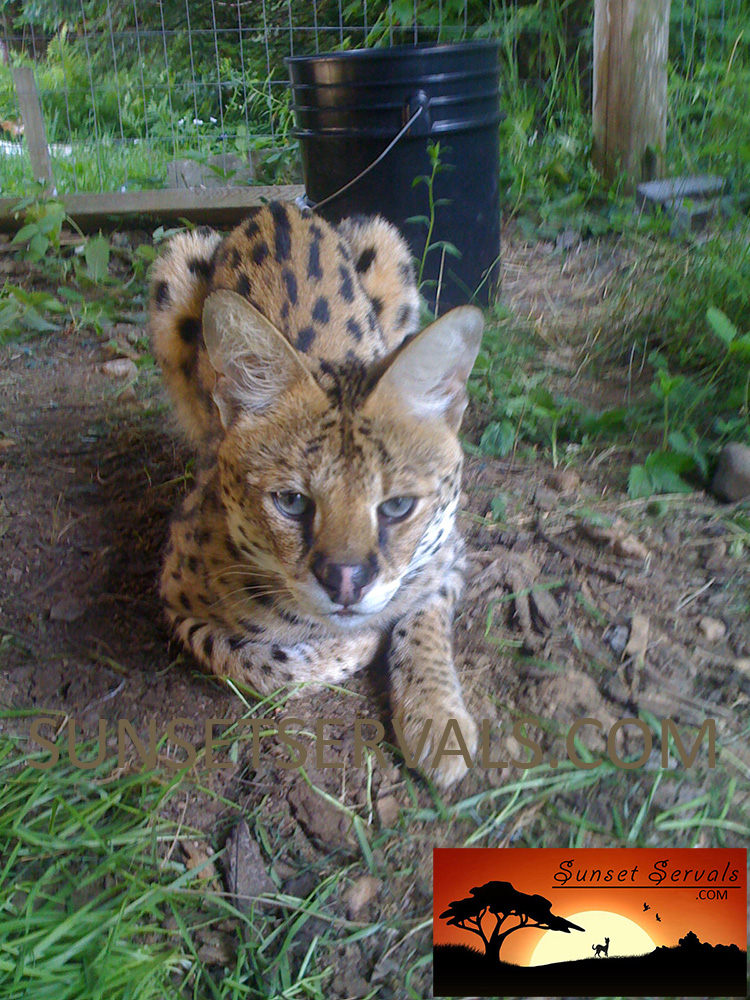 serval cat kitten available canada ontario united states worldwide savannah f1 f2 f3 f4 f5 f6 caracal